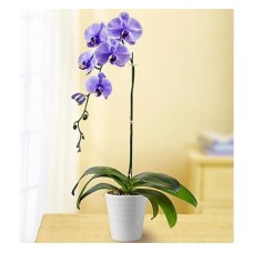Lovely Lavander Orchid (Basic)